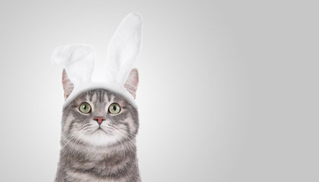 Cute cat with Easter bunny ears headband on gray background. Banner design with space for text