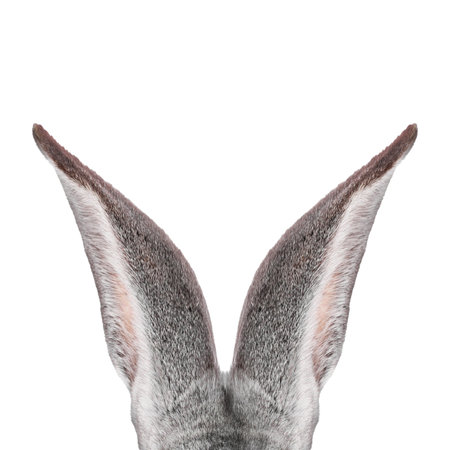Fluffy rabbit ears on white background. Easter bunnyの写真素材