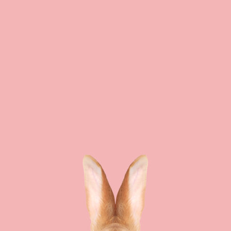 Fluffy rabbit ears on pink background. Easter bunnyの写真素材