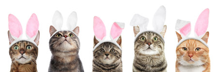 Cute cats with Easter bunny ears headbands isolated on white, setの写真素材