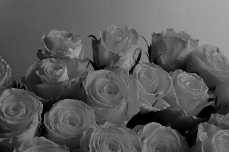 Bouquet of beautiful roses on gray background. Black and white toningの写真素材