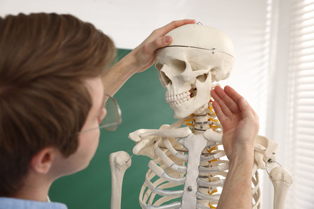 Teacher demonstrating human skeleton model in classroom, closeup. Anatomy lesson