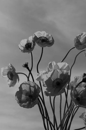 Beautiful poppy flowers outdoors.の写真素材