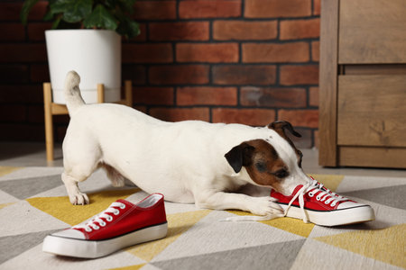 Naughty Jack Russell dog chewing shoes at homeの写真素材