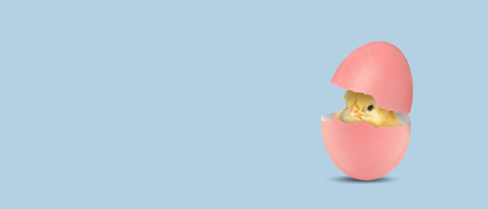 Cute Easter chick in eggshell on pastel light blue background. Banner design with space for text