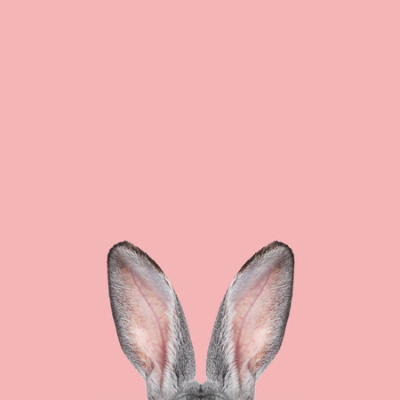 Fluffy rabbit ears on pink background. Easter bunnyの写真素材