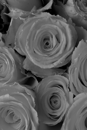 Beautiful roses as background. Black and white toningの写真素材