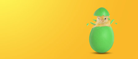 Cute Easter chick in eggshell on orange gradient background. Banner design with space for textの写真素材