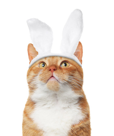 Cute cat with Easter bunny ears headband isolated on whiteの写真素材