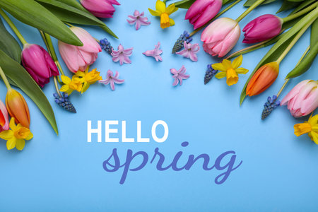 Hello Spring poster with seasonal flowers on blue background, top viewの写真素材