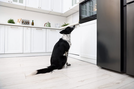 Homemade pet treats. Cute dog near oven in kitchenの写真素材