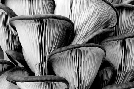 Oyster mushrooms, closeup view. Black and white effectの写真素材