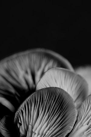 Oyster mushrooms on black background, closeup view. Black and white effectの写真素材
