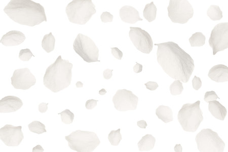 Spring blossom. Many light petals flying on white backgroundの写真素材