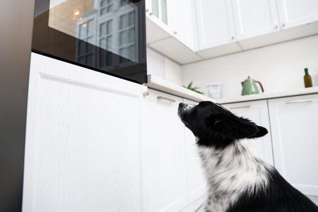 Homemade pet treats. Cute dog near oven in kitchen, low angle viewの写真素材