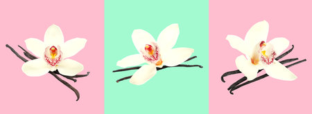 Vanilla sticks and flowers on colorful backgrounds, collageの写真素材