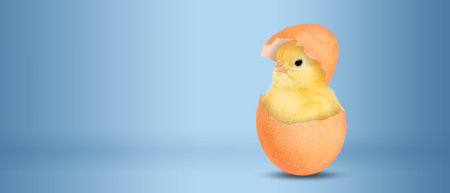 Cute Easter chick in eggshell on pastel blue background. Banner design with space for text