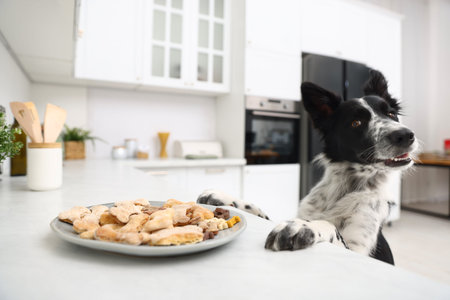Cute dog near plate with bone shaped cookies on white table in kitchenの写真素材