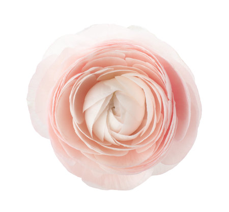 One beautiful ranunculus flower isolated on white