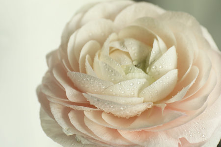 Beautiful ranunculus flower with water drops on light background, closeup