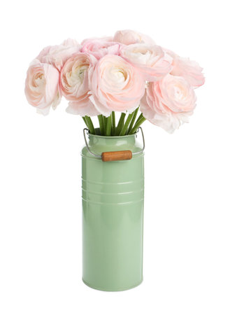 Beautiful ranunculus flowers in vase isolated on white