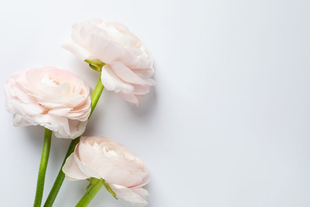 Beautiful ranunculus flowers on white background, flat lay. Space for text