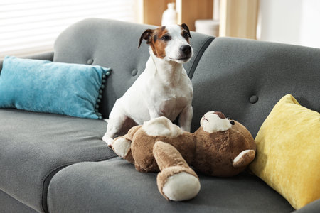 Jack Russell dog near toy bear on sofa at home
