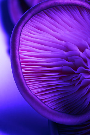 Oyster mushroom, closeup view. Toned in color gradientの写真素材