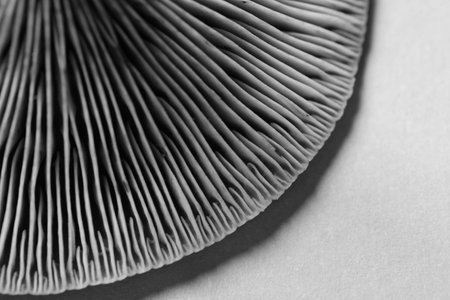 Oyster mushroom on light background, closeup view. Black and white effect