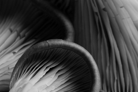 Oyster mushrooms, closeup view. Black and white effect