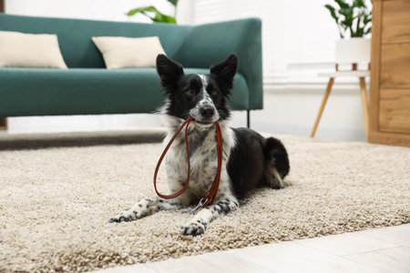 Cute Border Collie dog holding leash in mouth indoorsの写真素材