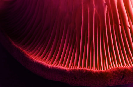 Oyster mushroom, macro view. Toned in red color