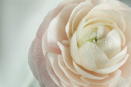 Beautiful ranunculus flower with water drops on light background, closeup