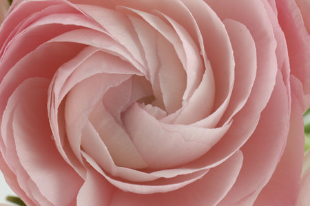 Beautiful ranunculus flower as background, closeup view