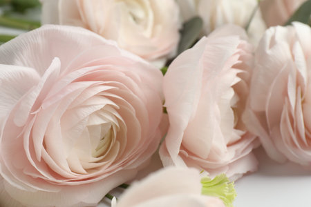 Beautiful ranunculus flowers on white background. closeup
