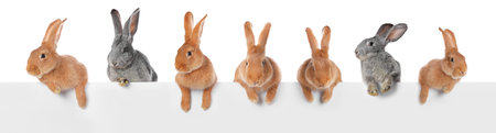 Cute rabbits peering out of banner on white background