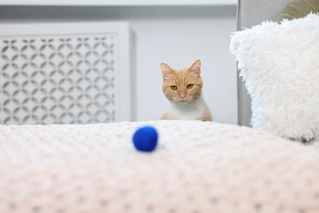 Cute ginger cat looking at ball of blue yarn on sofa indoorsの写真素材