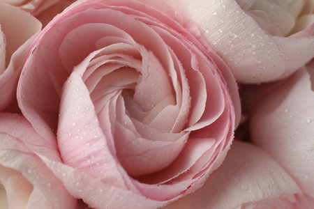 Beautiful ranunculus flowers as background, closeup view