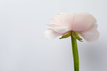 Beautiful ranunculus flower on white background, closeup. Space for textの写真素材