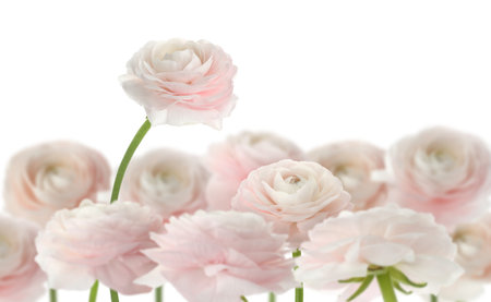 Beautiful pink ranunculus flowers on white background