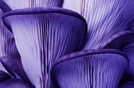 Oyster mushrooms, closeup. Toned in blue violet colorの写真素材