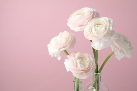 Beautiful ranunculus flowers in glass bottles on pink background, closeup. Space for text