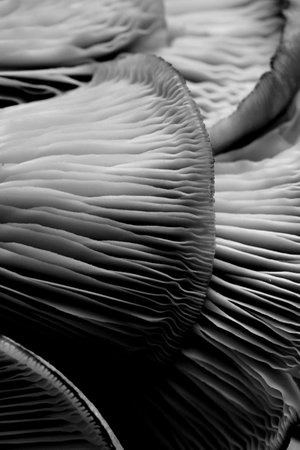 Oyster mushrooms, closeup view. Black and white effect