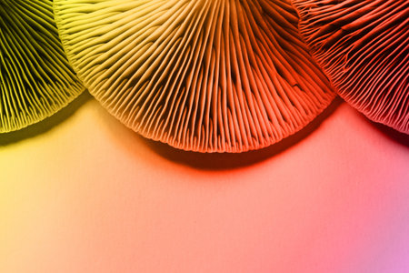 Oyster mushrooms, closeup view. Toned in color gradient