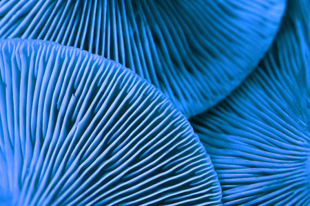 Oyster mushrooms, closeup view. Toned in blue color