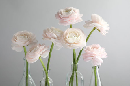 Beautiful ranunculus flowers in glass bottles on gray background, closeup