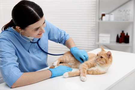 Professional veterinarian examining cute ginger cat in clinic