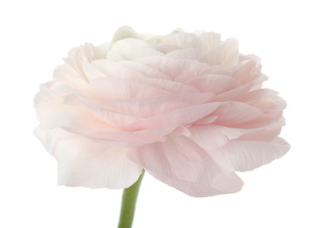 One beautiful ranunculus flower isolated on white