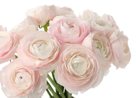 Many beautiful ranunculus flowers isolated on white