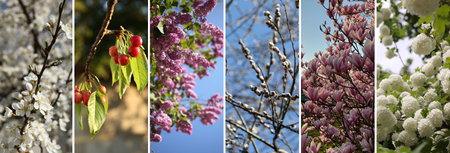 Collage of branches with flowers and cherries. Spring seasonの写真素材